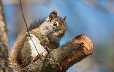 Cute and adorable, Red squirrel comes out when Springtime comes.  Sitting on a branch, paws tucked to chest, looking at camera.