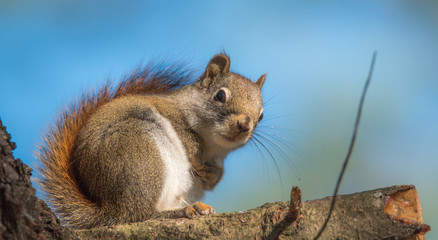 Cute and adorable, Red squirrel comes out when Springtime comes.  Sitting on a branch, paws tucked...