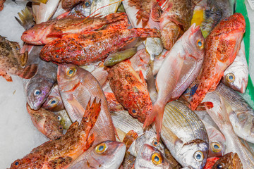 Fresh fish variety for sale at seafood market, Palma, Mallorca