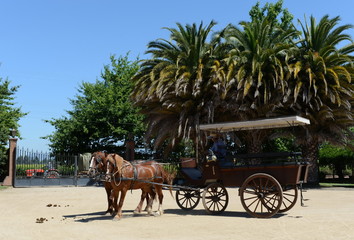 Horse carriage on the Viu Manent winery.