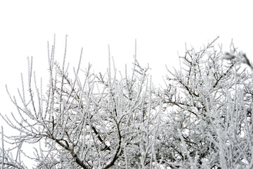 Bäume  im Winter