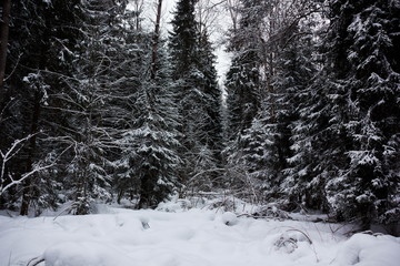 Winter forest