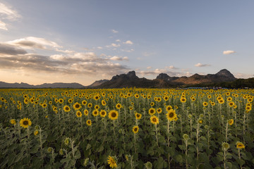 Fototapeta premium Sunflower field at Khao Chin Lae, Lopburi, Thailand