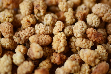 mulberry