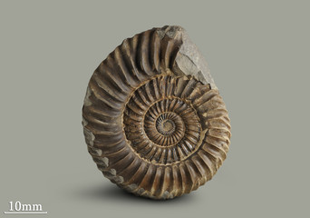 Ammonite - fossil mollusk which lived in the ancient sea 180 million years ago.