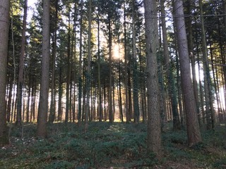 Fototapeta premium forest sunrise