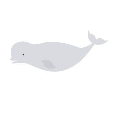 Vector beautiful beluga polar dolphin white whale