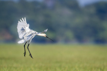 Eurasian spoonbill in Arugam bay lagoon, Sri Lanka