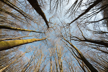Trees in winter from bottom