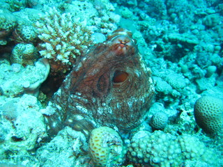 Oktopus © wernerrieger