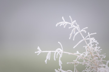 Beautiful hoar frost on grass totally covered with ice in misty landscape