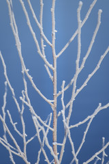 Branches are covered with hoar frost giving nice texture against blue background 