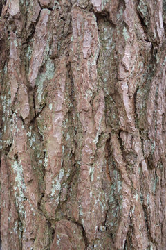 Rough bark pattern of the pine tree for background use