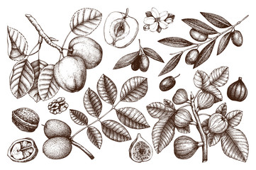 Vector collection of hand drawn trees illustration. Vintage set of leaves, fruits, seeds, nuts, flowers sketch. Botanical garden drawing. 