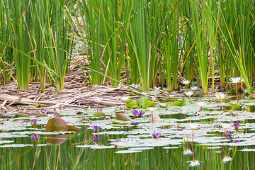 Wild pond with waterlily flowers