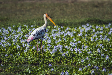 Fototapeta premium Painted Stork in Panama nature reserve, Sri Lanka