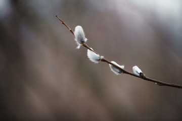 young willow branches in early spring, shallow focus