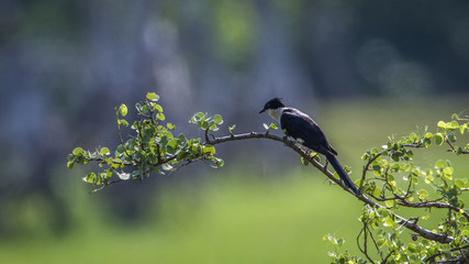 Pied Cuckoo in Arugam bay lagoon, Sri Lanka