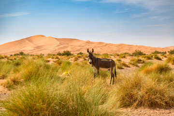 Donkey on the Sahara Desert