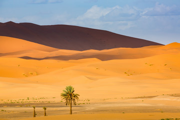 Southwestern part of the Sahara desert in Morocco - obrazy, fototapety, plakaty
