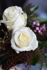 close-up of white roses