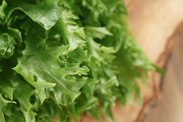 fresh green lettuce frisee leaves, shallow focus