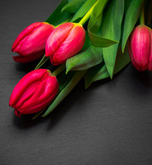 Tulips on Grey Background