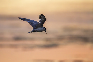 Whiskered Tern in Arugam bay lagoon, Sri Lanka