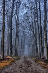 Obraz premium Small lane in scenic foggy landscape with trees