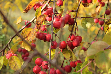 Ripe apples in autumn garden.