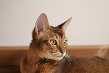 young abyssinian cat sitting on the floor, shallow focus portrait
