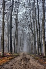 Small lane in scenic foggy landscape with trees