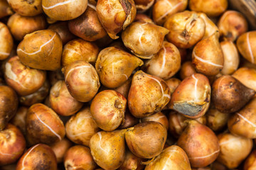 Tulip bulbs background