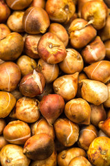 Tulip bulbs background