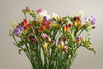 different colors freesia flowers blossom, shallow focus