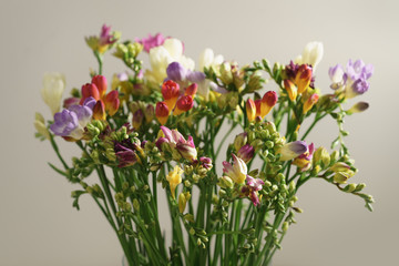 Obraz premium different colors freesia flowers blossom, shallow focus