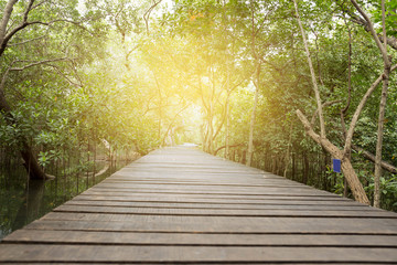Wooden Bridge in Mangrove forest with sunlight