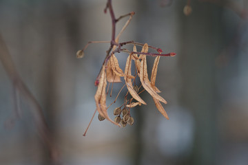 Tilia cordata (small-leaved lime, occasionally littleleaf linden or small-leaved linden)