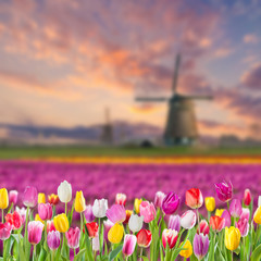 Card with Fields of Tulip
