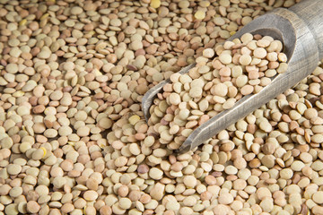 Organic lentils in the wooden spoon (Lens culinaris)
