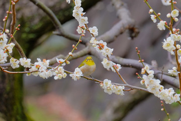 東京の梅