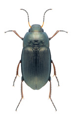 Beetle Amara similata on a white background