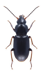 Beetle Pterostichus diligens on a white background