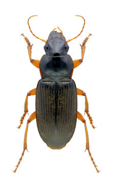 Beetle Harpalus rubripes on a white background