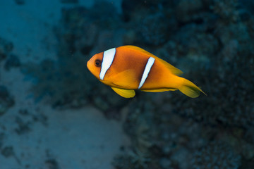 Rotmeer Anemonenfisch