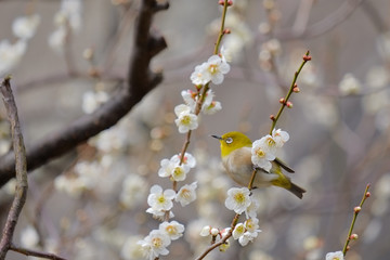 梅とウグイス（メジロ）