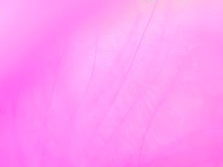 Abstract blurry white feather and pink background