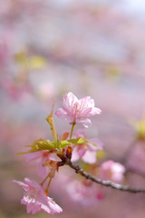 梅とウグイス（メジロ）