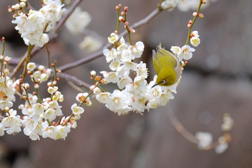 梅とウグイス（メジロ）