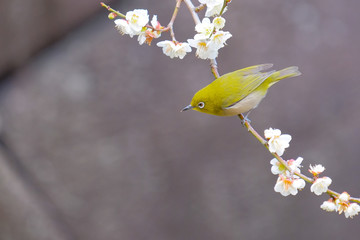 梅とウグイス（メジロ）